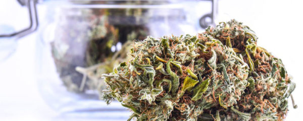 fleur de CBD